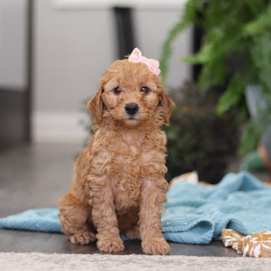 Emmie - Available Now