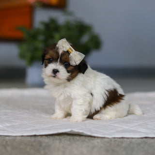 Maggie - Available Now