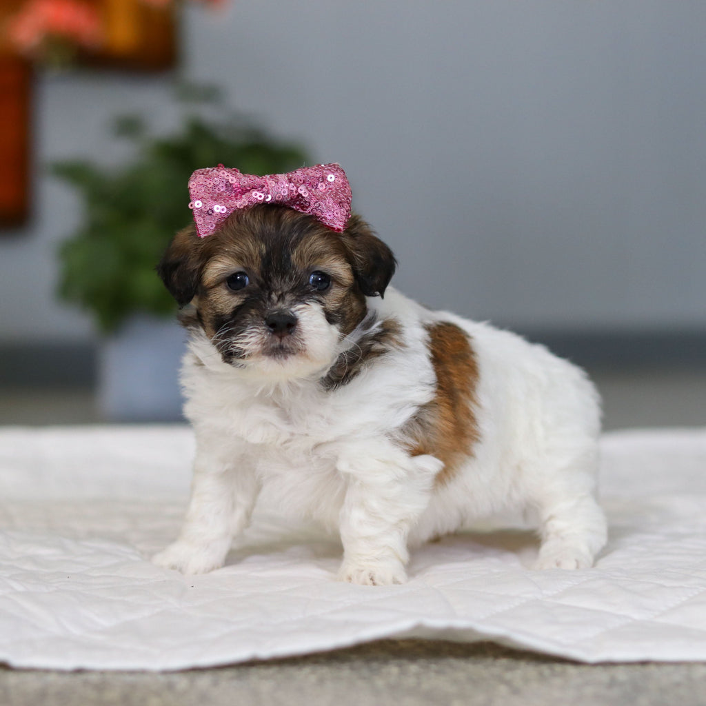 Moxie - Available Now