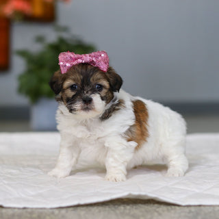 Moxie - Available Now