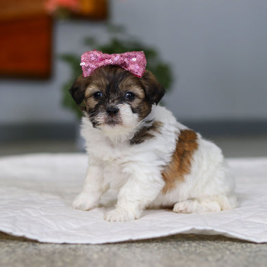 Moxie - Available 5/21
