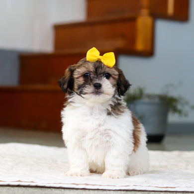 Moxie - Available Now