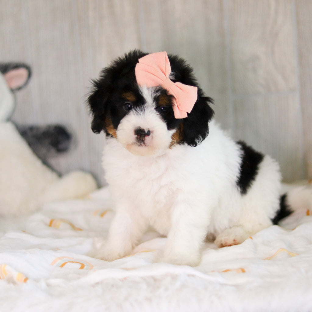 Cassidy - Available 5/7