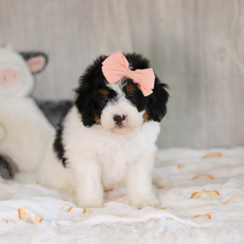 Cassidy - Available 5/7