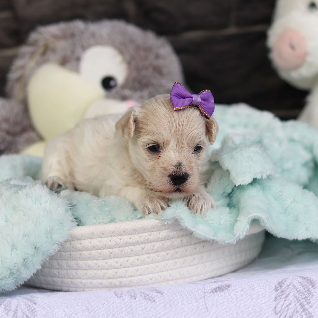 Elena - Available 5/21