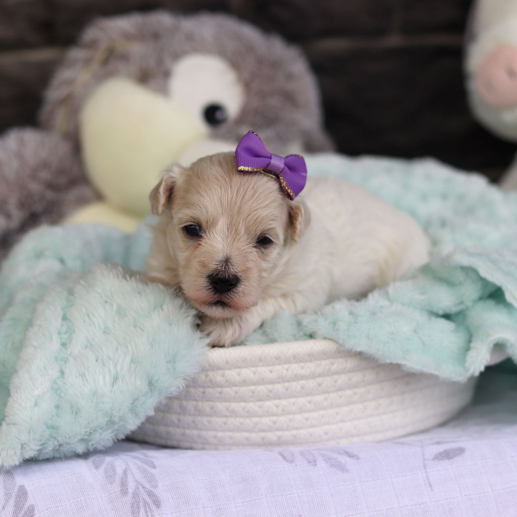Elena - Available 5/21