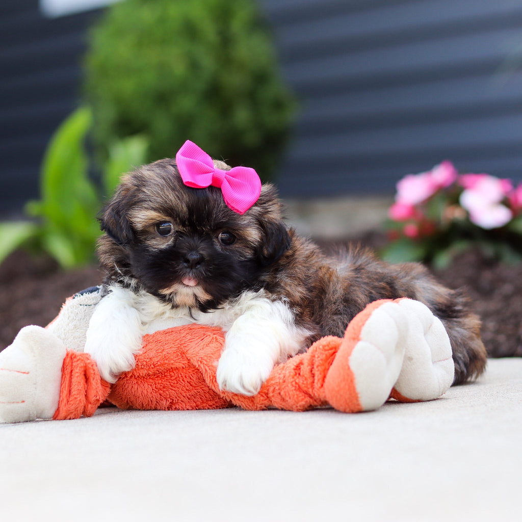 Tatum - Available 7/2