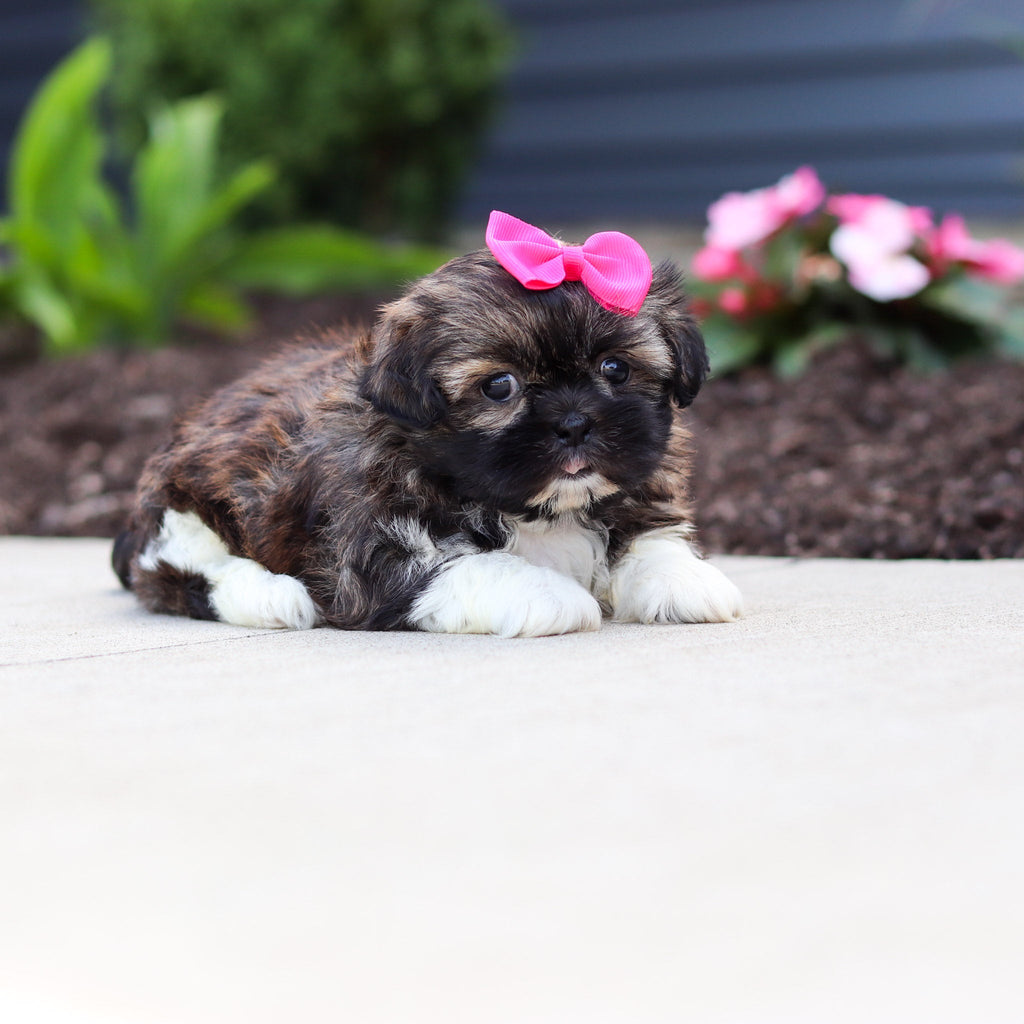 Tatum - Available 7/2