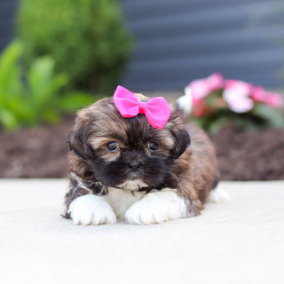 Tatum - Available 7/2