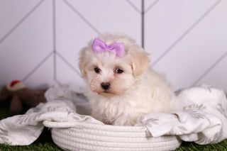 Missy - Available 2/5