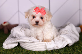 Bamba - Available 2/5