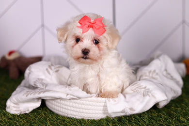 Bamba - Available 2/5