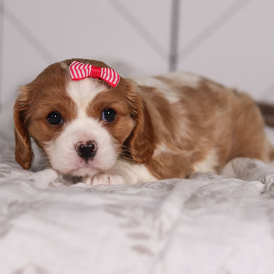 Madonna - Available 2/4