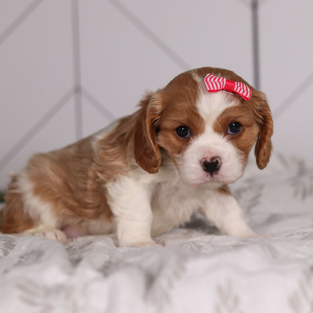 Madonna - Available 2/4