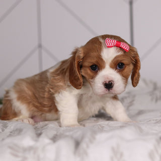 Madonna - Available 2/4