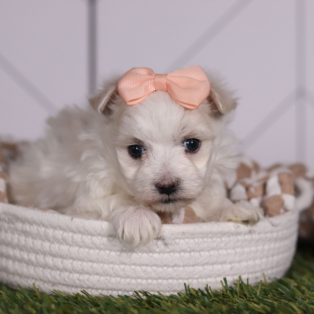 Leia - Available 2/11