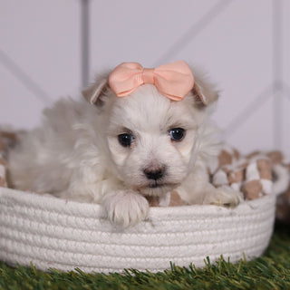 Leia - Available 2/11