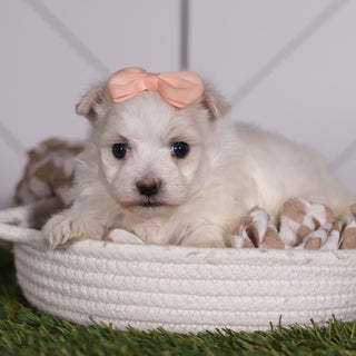 Leia - Available 2/11