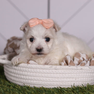 Leia - Available 2/11