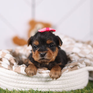 Rose - Available 3/12