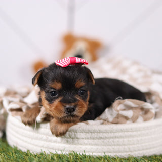 Rose - Available 3/12