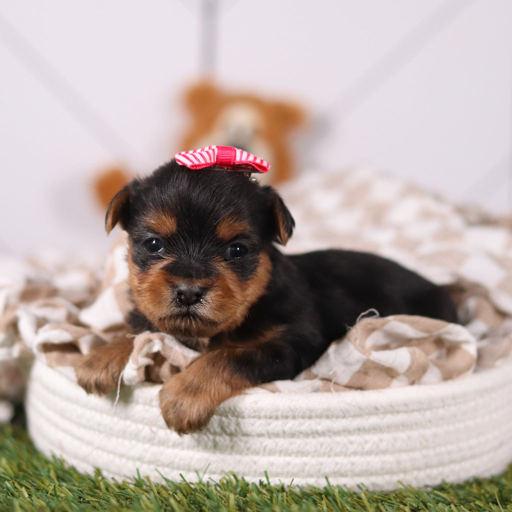 Rose - Available 3/12