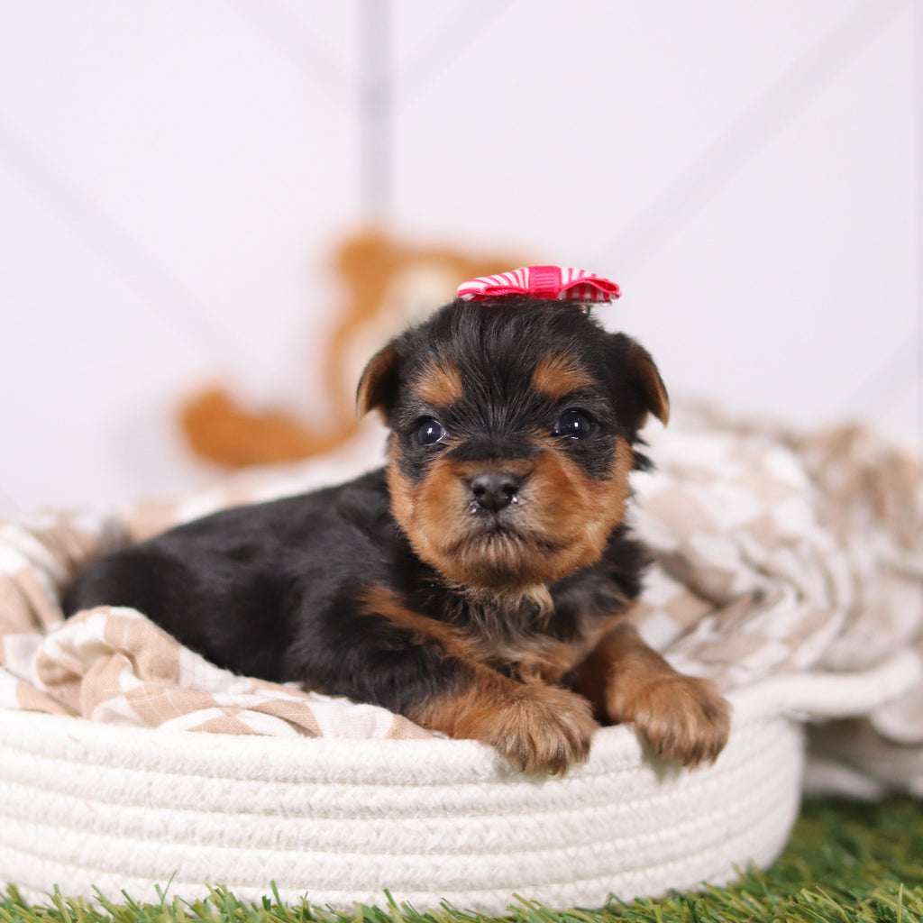 Rose - Available 3/12