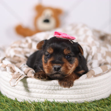 Lily - Available 3/12