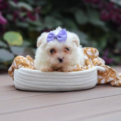 Winifred - Available Now