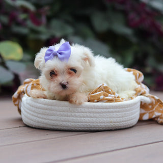 Winifred - Available Now