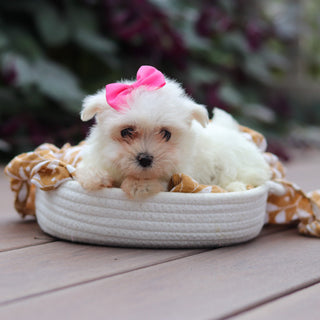 Winnie - Available Now