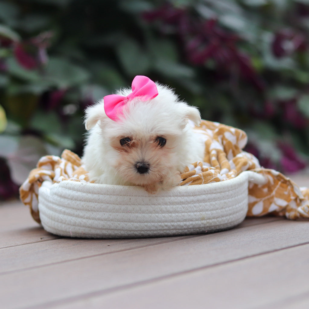 Winnie - Available Now