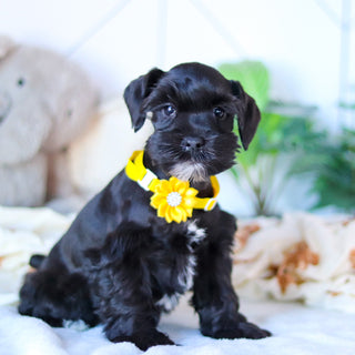 Maisy - Available Now