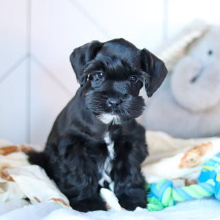 Maisy - Available Now