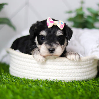 Hughes - Available 2/18