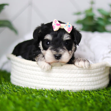 Hughes - Available 2/18