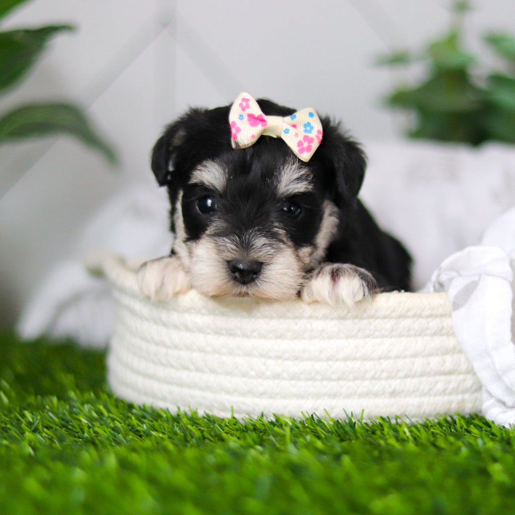 Hughes - Available 2/18