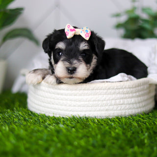 Hughes - Available 2/18