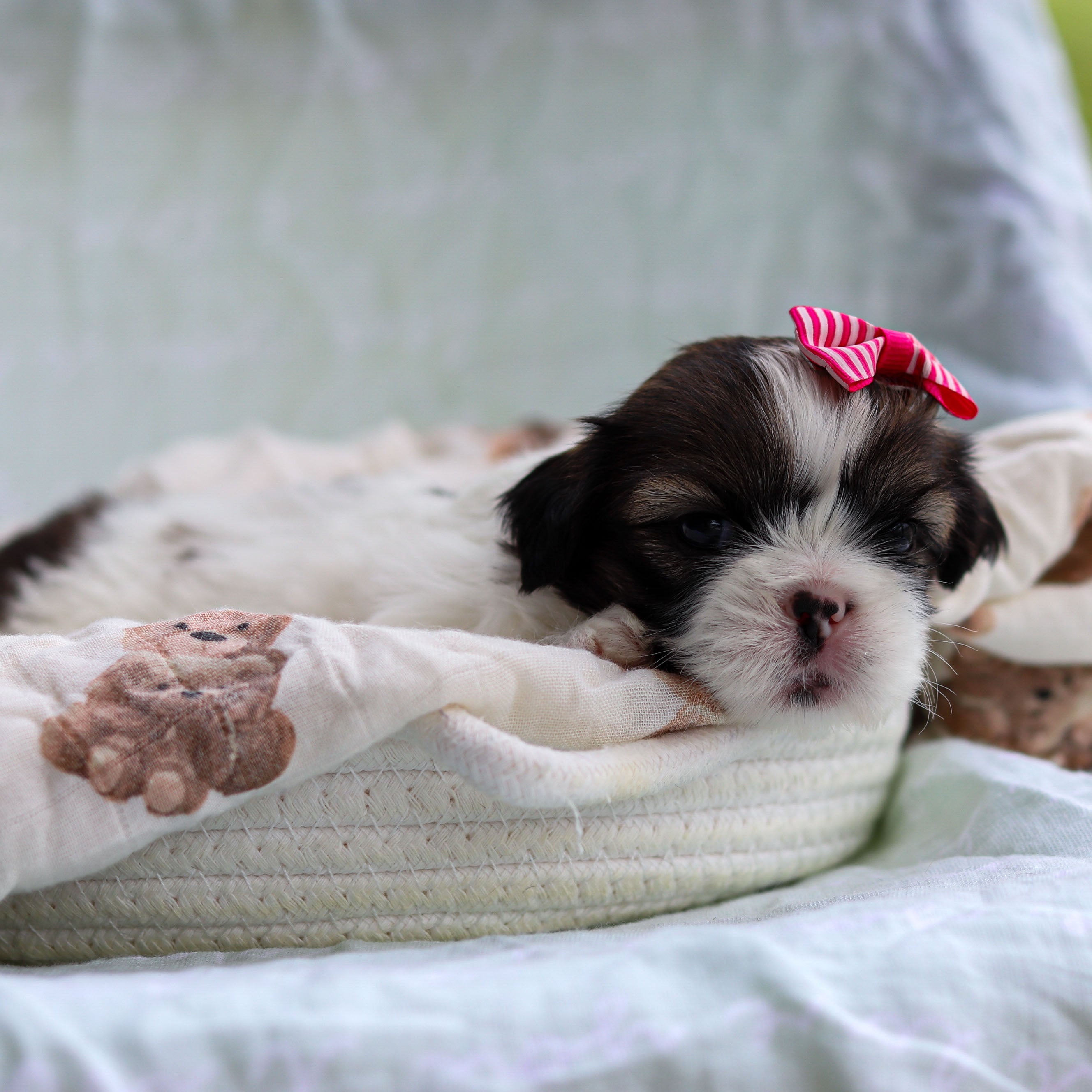 Cece All Puppies Puppies Up And Away Pups