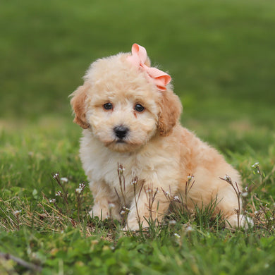 Tippi - Available Now