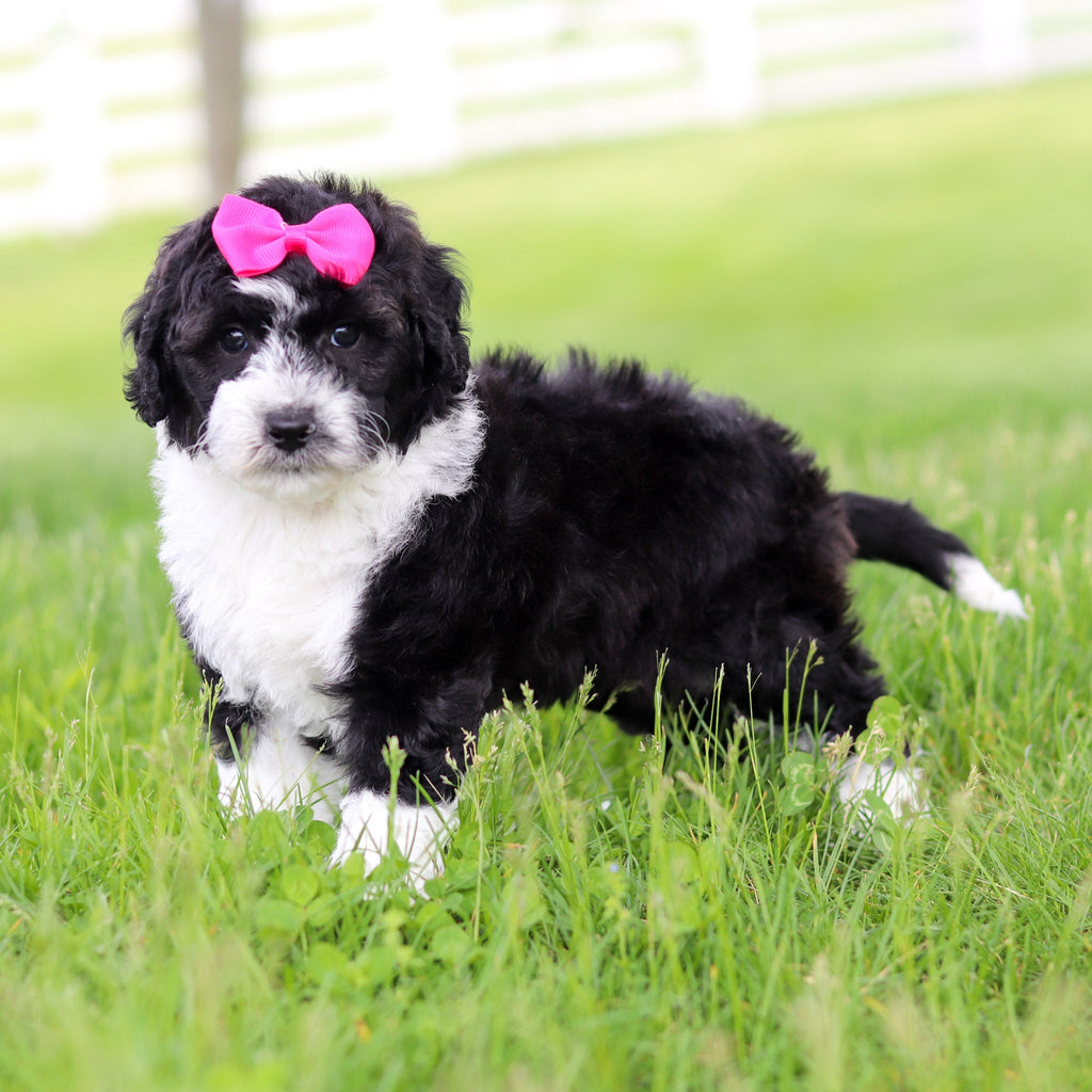Susie - Available Now