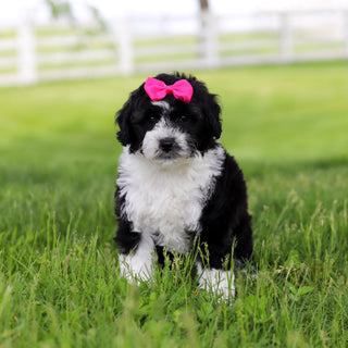 Susie - Available Now