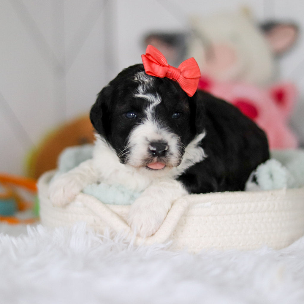 Susie - Available 5/28