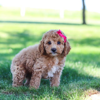 Goldie - Available 6/18