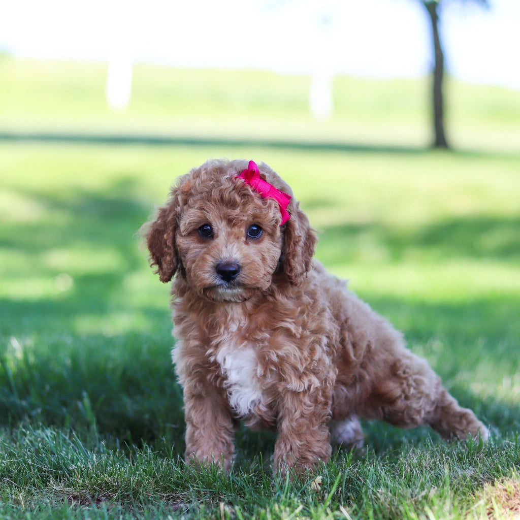 Goldie - Available 6/18