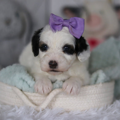 Wonder - Available 5/21