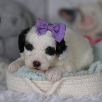 Wonder - Available 5/21