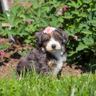 Ritzy - Available 6/18
