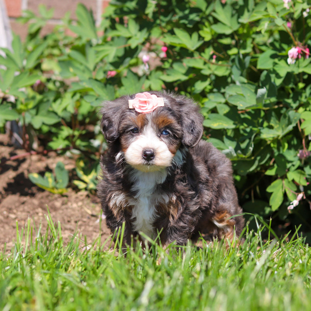 Ritzy - Available 6/18