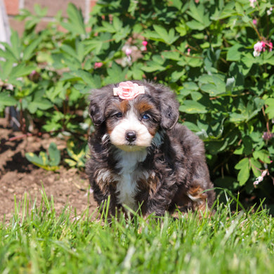 Ritzy - Available 6/18